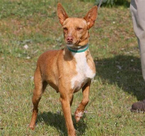 podenco enano andaluz